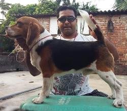 DogsIndia.com - Beagle Grown-Up - Dr. Ravi