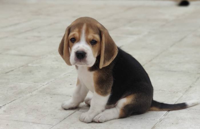 DogsIndia.com - Bealge - Renjith Krishnan