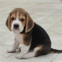 DogsIndia.com - Bealge - Renjith Krishnan