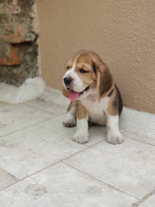 DogsIndia.com - Bealge - Renjith Krishnan