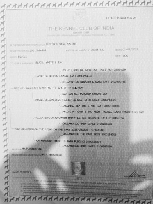 DogsIndia.com - Bealge - Renjith Krishnan