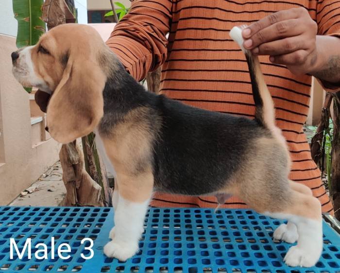 DogsIndia.com - Bealge - Renjith Krishnan