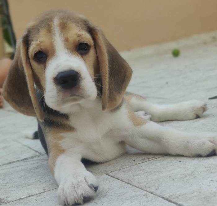 DogsIndia.com - Bealge - Renjith Krishnan