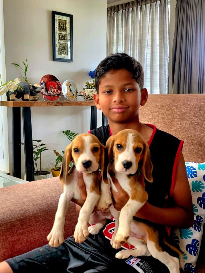 DogsIndia.com - Beagle - Sanrams Santhosh