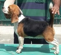 DogsIndia.com - Beagle - Shabir