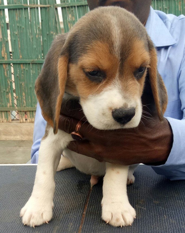 DogsIndia.com - Beagle - Shabir