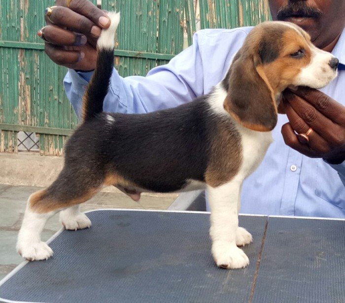DogsIndia.com - Beagle - Shabir