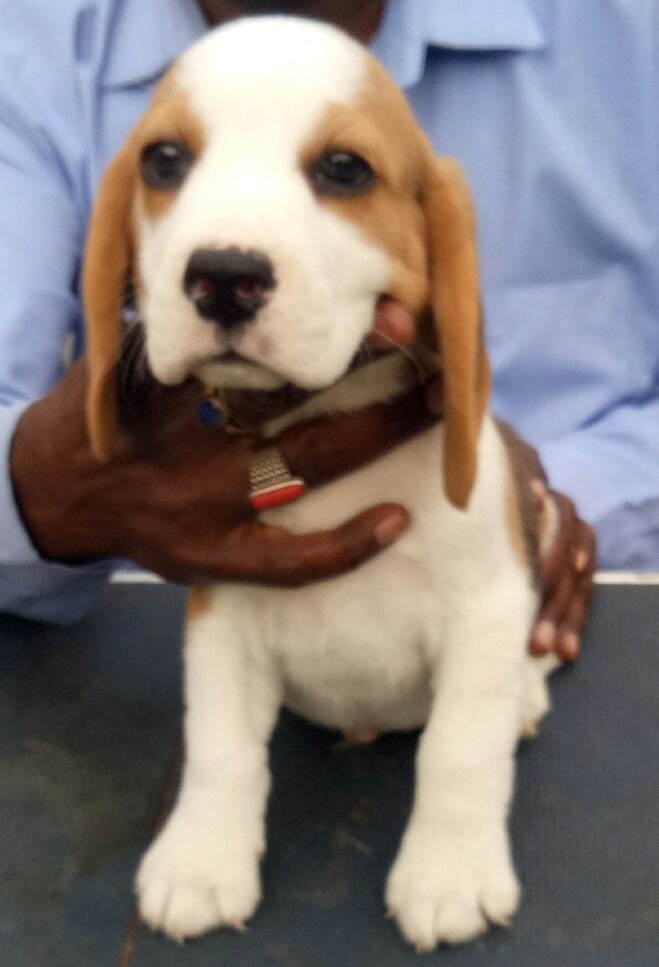DogsIndia.com - Beagle - Shabir