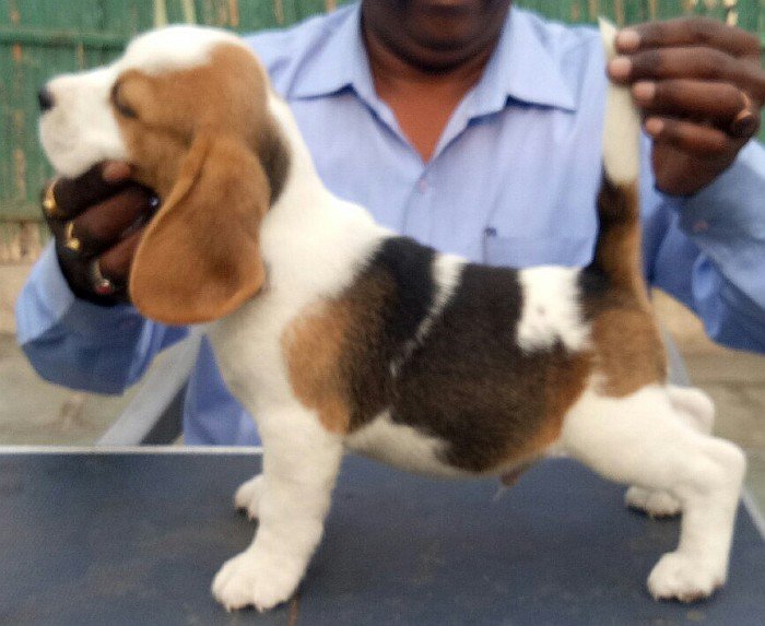DogsIndia.com - Beagle - Shabir