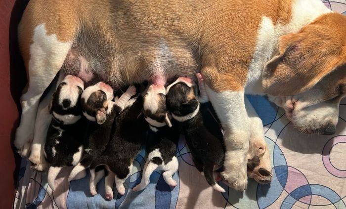 DogsIndia.com  Beagle  Rockford Beagles  Suhas