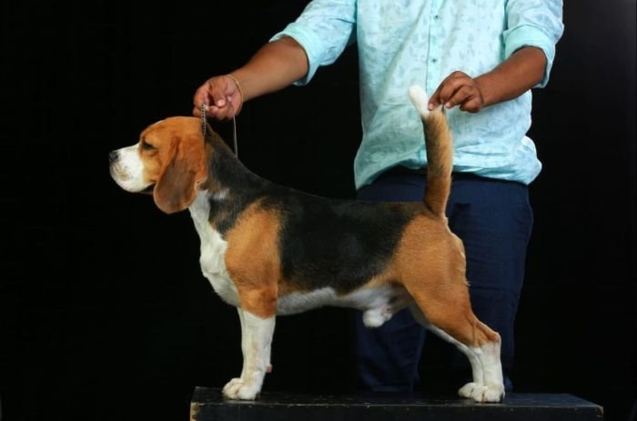 DogsIndia.com  Beagle  Rockford Beagles  Suhas