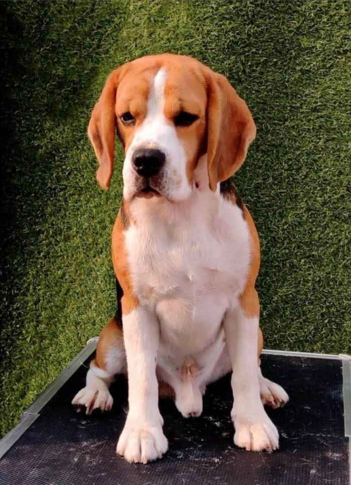 DogsIndia.com  Beagle  Rockford Beagles  Suhas