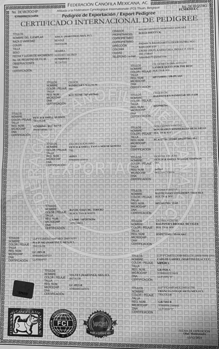 DogsIndia.com - Beagles - Rockford Beagles - Suhas Shetty