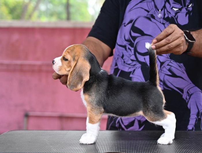 DogsIndia.com - Beagles - Rockford Beagles - Suhas Shetty