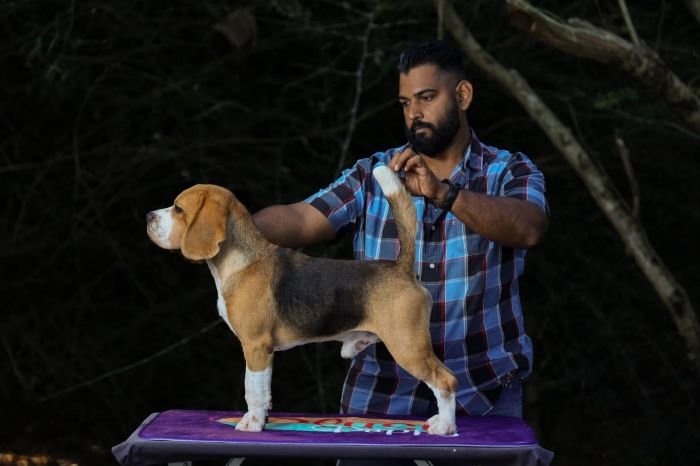 DogsIndia.com - Beagles - Rockford Beagles - Suhas Shetty