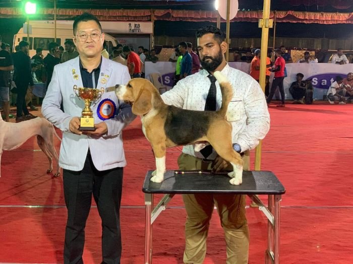 DogsIndia.com - Beagles - Rockford Beagles - Suhas Shetty