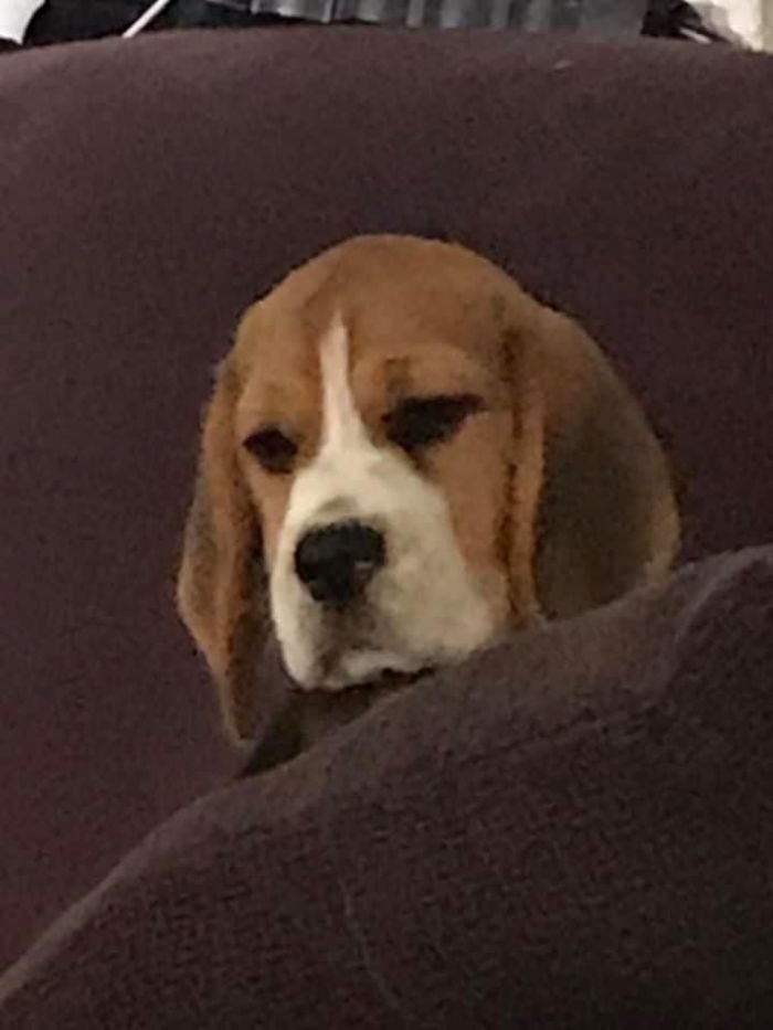 DogsIndia.com - Beagles - Rockford Beagles - Suhas Shetty