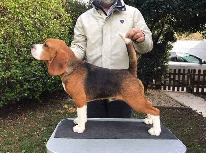 DogsIndia.com - Beagles - Rockford Beagles - Suhas Shetty