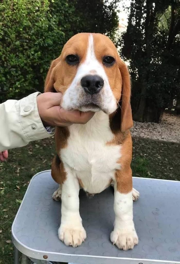 DogsIndia.com - Beagles - Rockford Beagles - Suhas Shetty