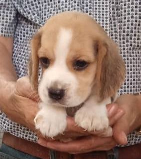 DogsIndia.com - Beagle - Sumanth