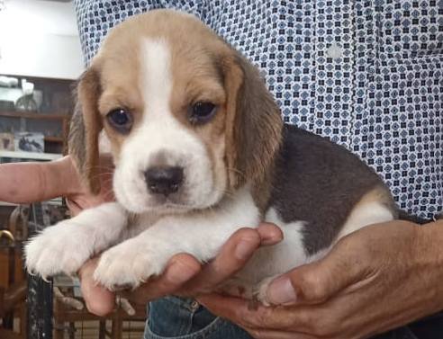 DogsIndia.com - Beagle - Sumanth