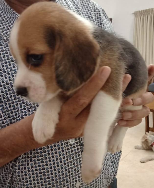 DogsIndia.com - Beagle - Sumanth