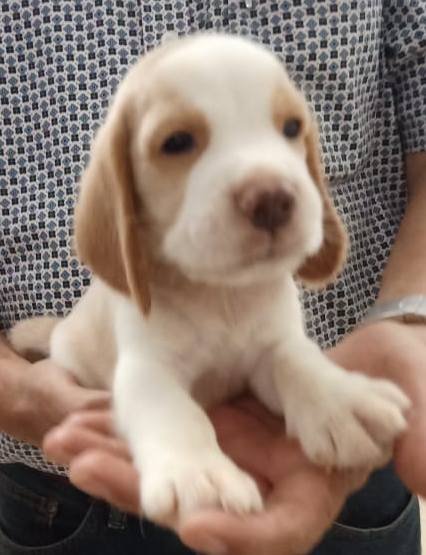 DogsIndia.com - Beagle - Sumanth