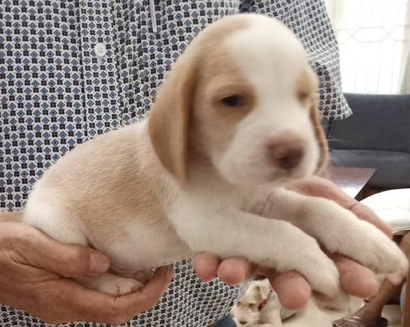 DogsIndia.com - Beagle - Sumanth