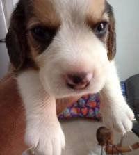 DogsIndia.com - Beagle - Sumanth