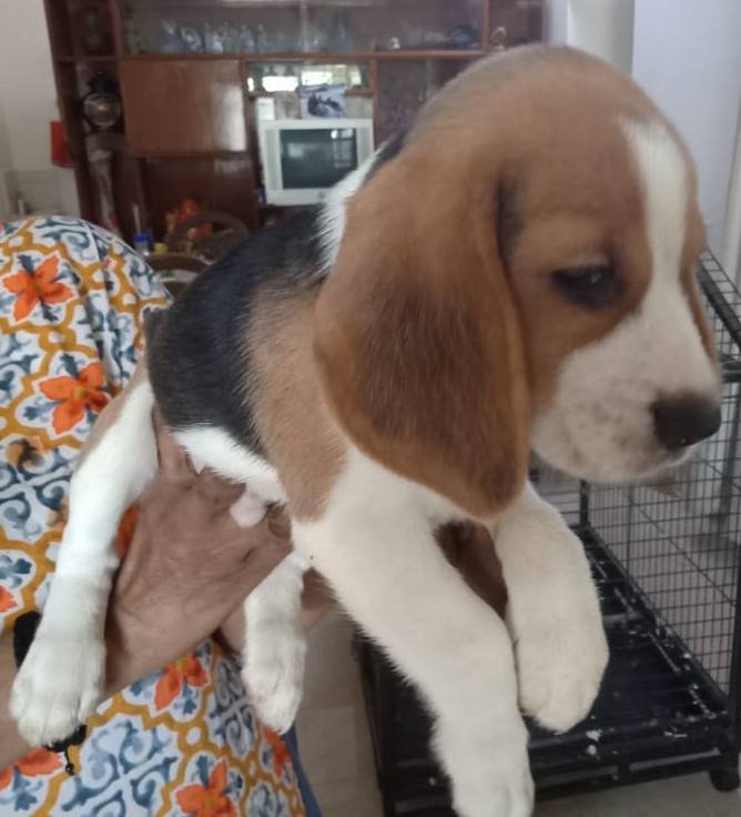 DogsIndia.com - Beagle - Sumanth