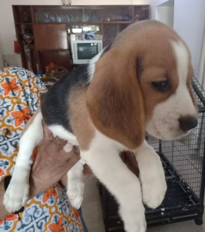 DogsIndia.com - Beagle - Sumanth