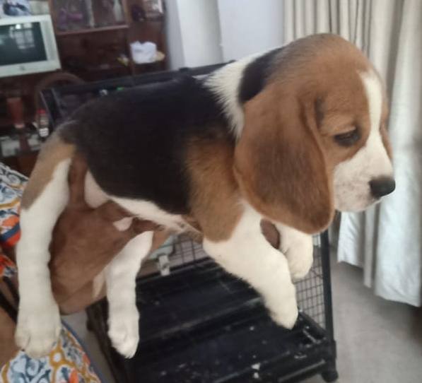 DogsIndia.com - Beagle - Sumanth