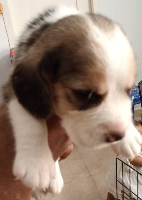 DogsIndia.com - Beagle - Sumanth
