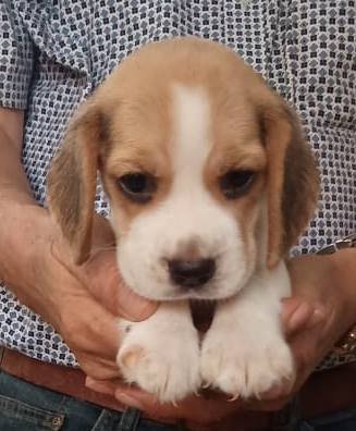 DogsIndia.com - Beagle - Sumanth