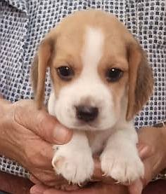 DogsIndia.com - Beagle - Sumanth