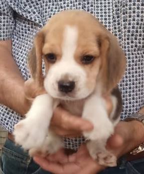 DogsIndia.com - Beagle - Sumanth