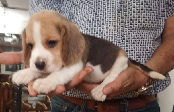 DogsIndia.com - Beagle - Sumanth