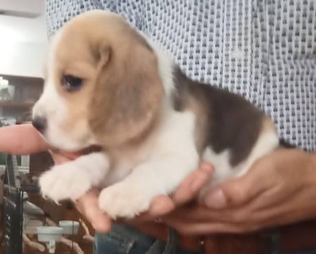 DogsIndia.com - Beagle - Sumanth