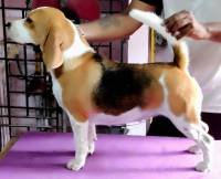 DogsIndia.com - Beagle - Surendran