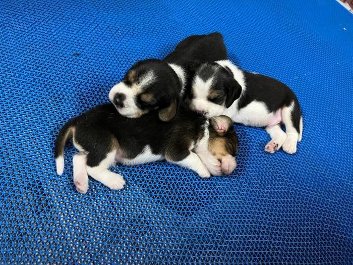 DogsIndia.com - Beagle - Surendran