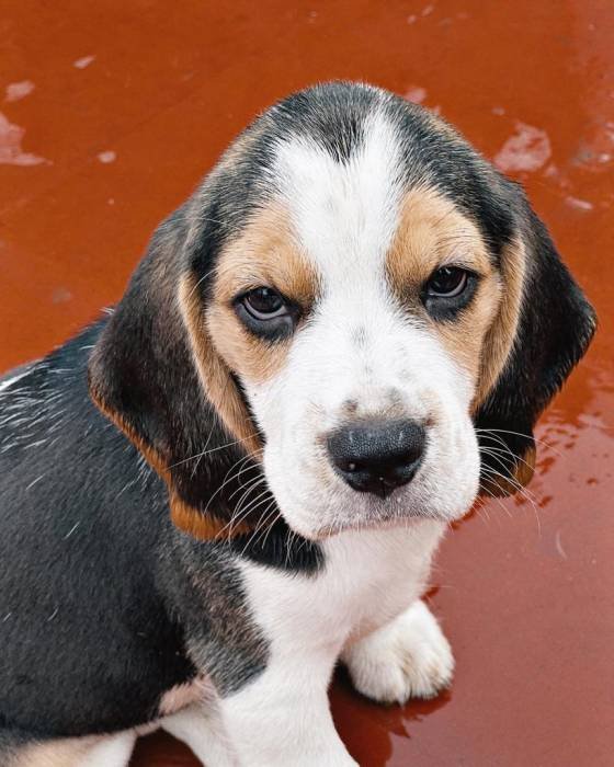 DogsIndia.com - Beagle - Surendran
