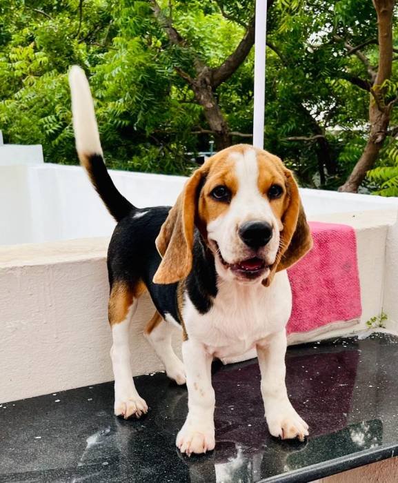 DogsIndia.com - Beagle - Surendran