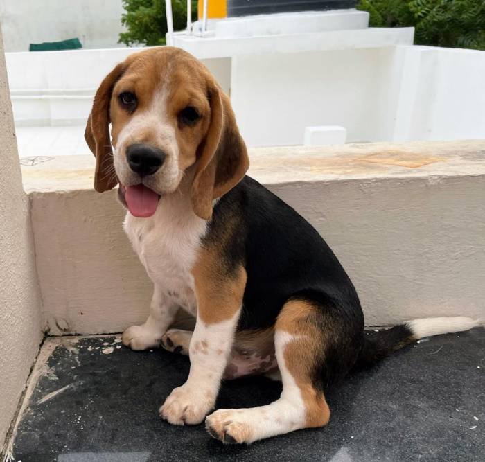 DogsIndia.com - Beagle - Surendran