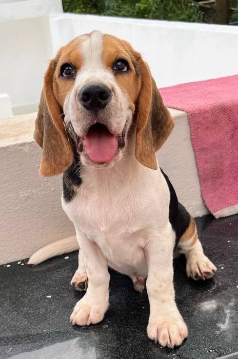 DogsIndia.com - Beagle - Surendran