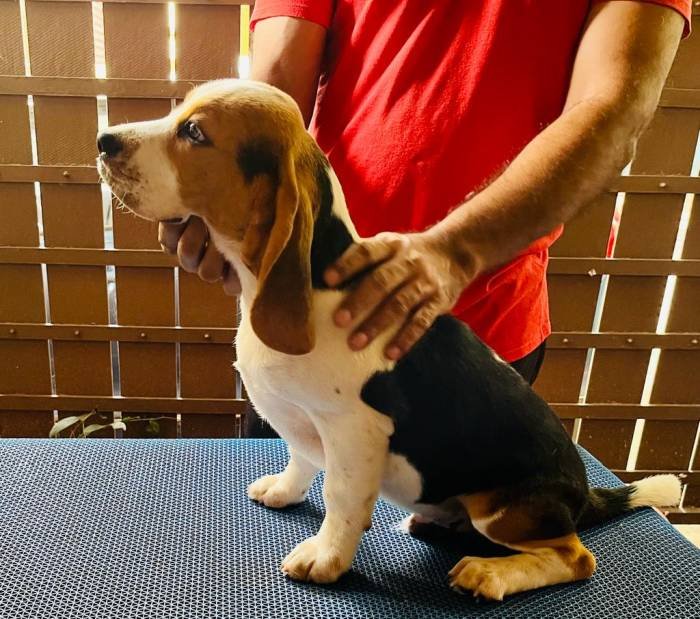DogsIndia.com - Beagle - Surendran