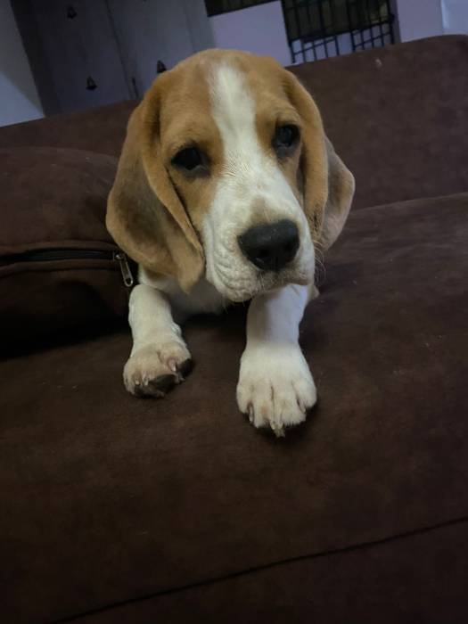 DogsIndia.com - Beagle - Surendran