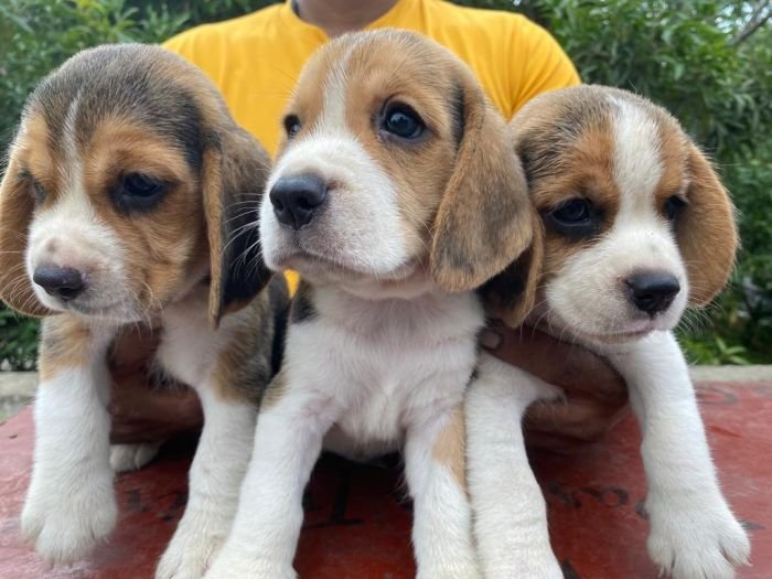 DogsIndia.com Beagle Umapathy