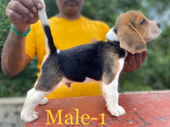 DogsIndia.com Beagle Umapathy
