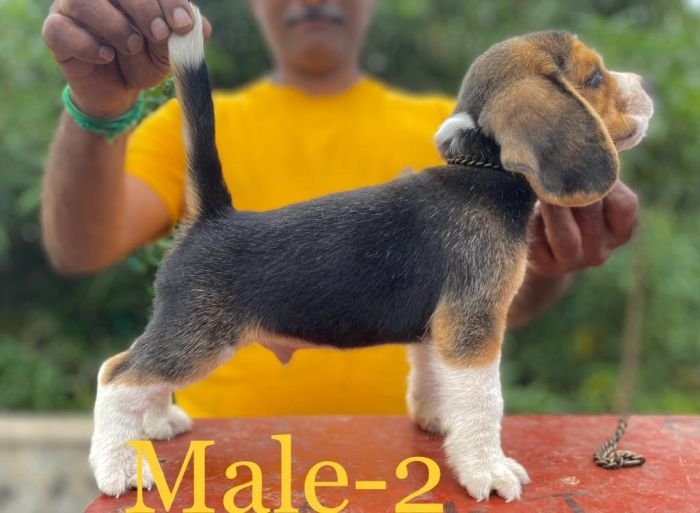 DogsIndia.com Beagle Umapathy