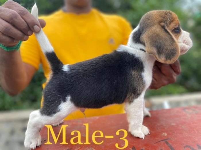 DogsIndia.com Beagle Umapathy